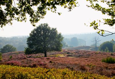 Heideblüte